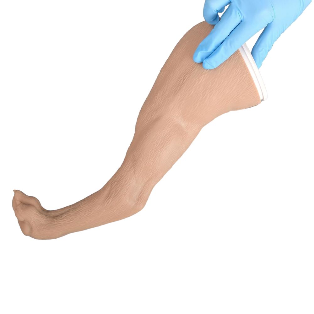 Canine limb model for saphenous vein venipuncture