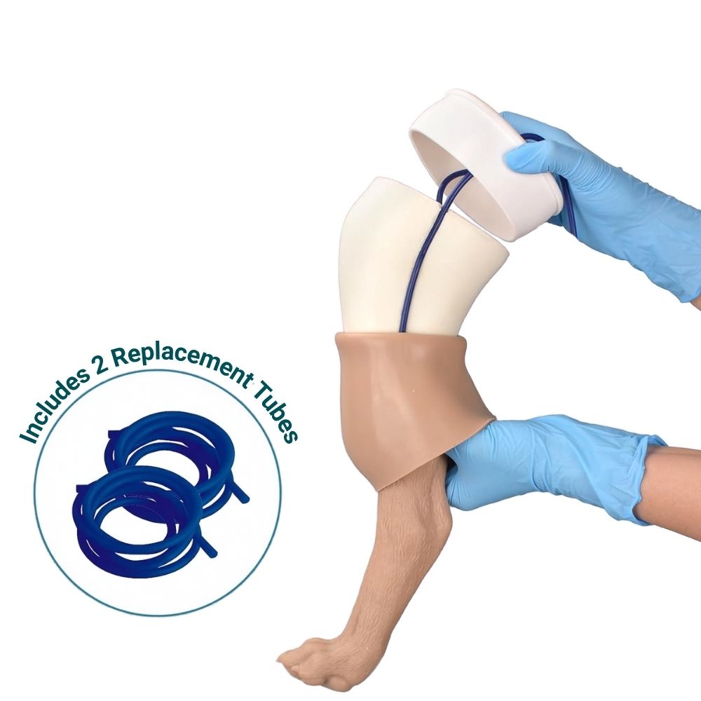 Canine hind limb venipuncture training model