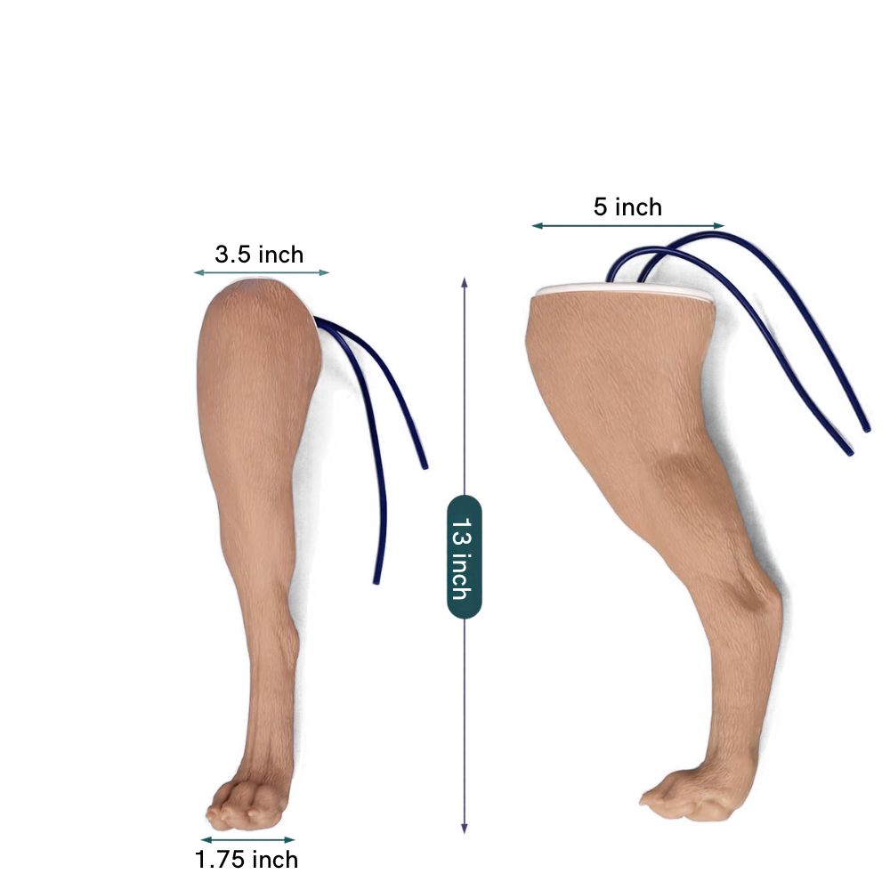 Canine limb model for saphenous vein venipuncture