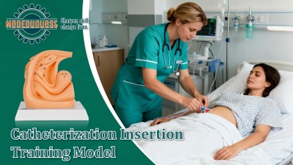 Female Catheterization Model with Labeled Structures