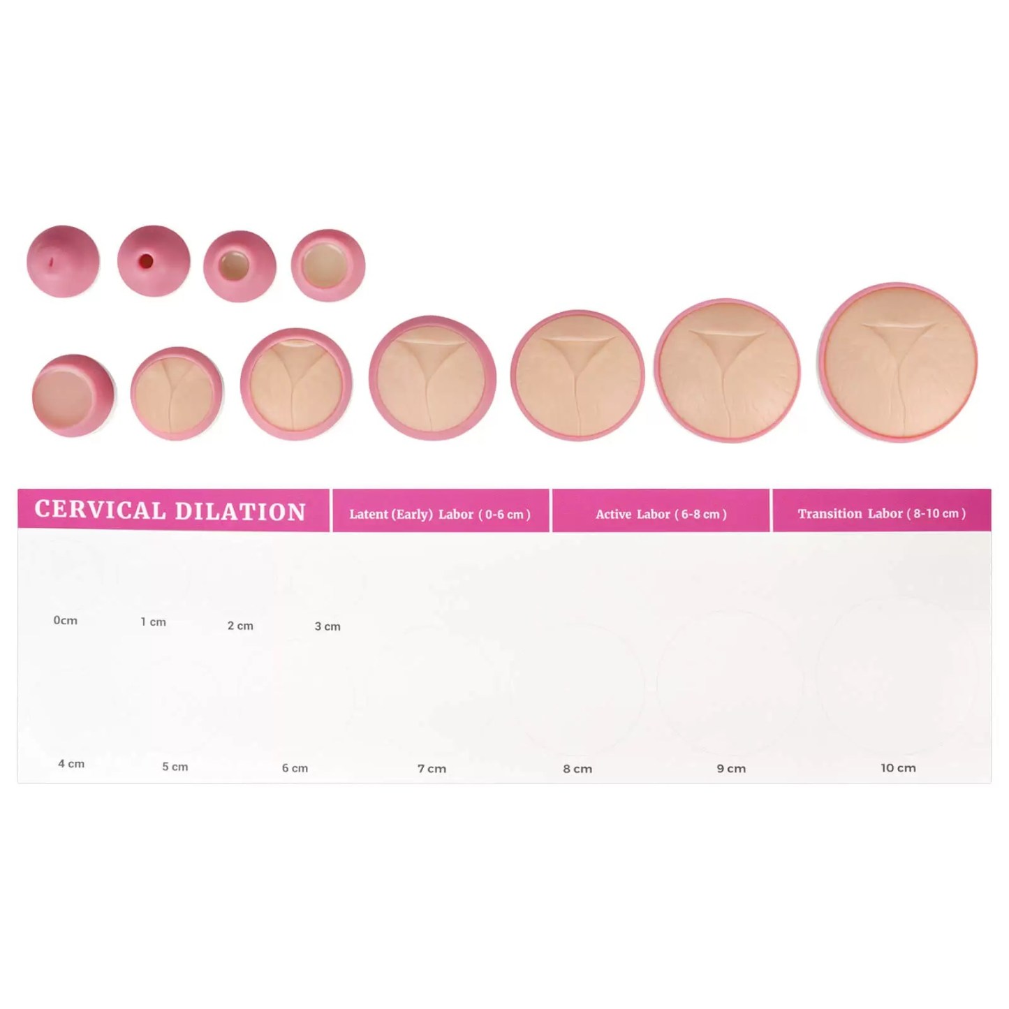 Cervical Dilation Model Set 0-10cm (11 Models) with Scroll Display