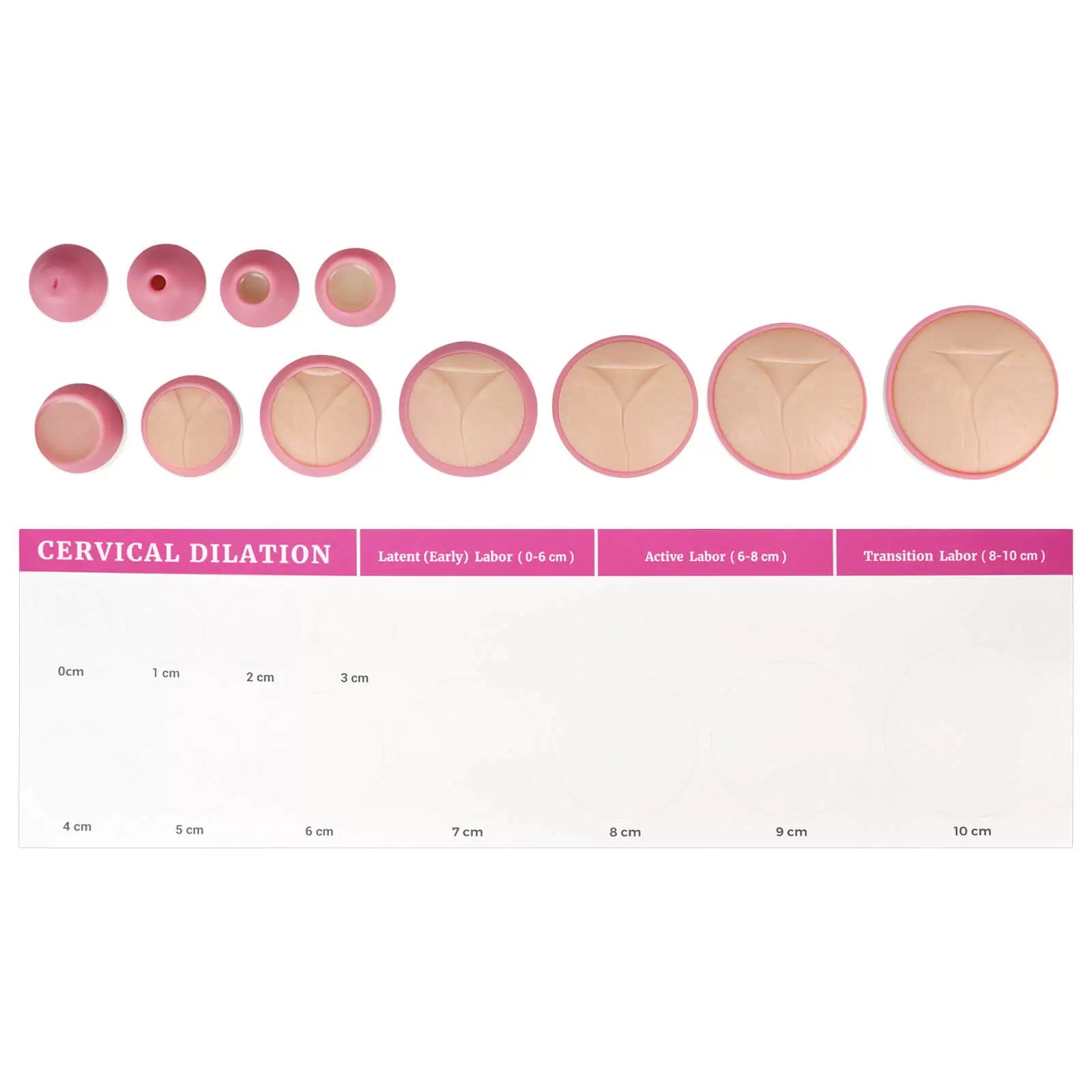Cervical Dilation Model Set 0-10cm (11 Models) with Scroll Display