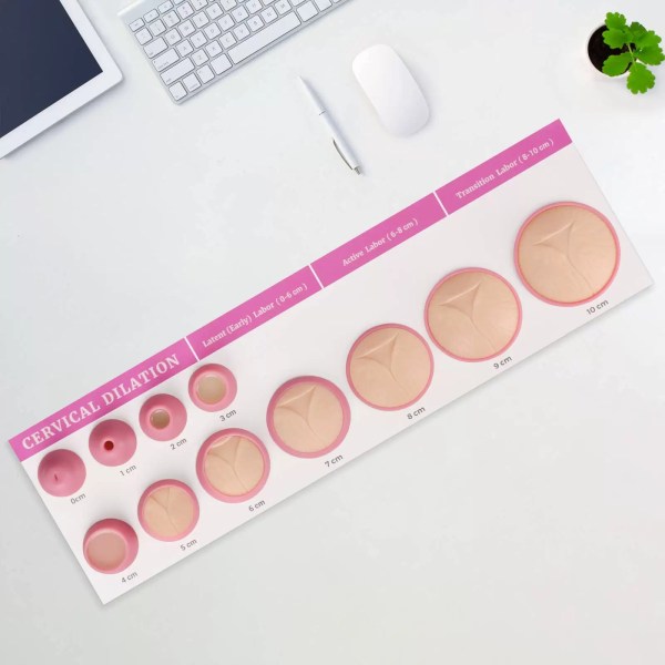 Cervical Dilation Model Set 0-10cm (11 Models) with Scroll Display ...