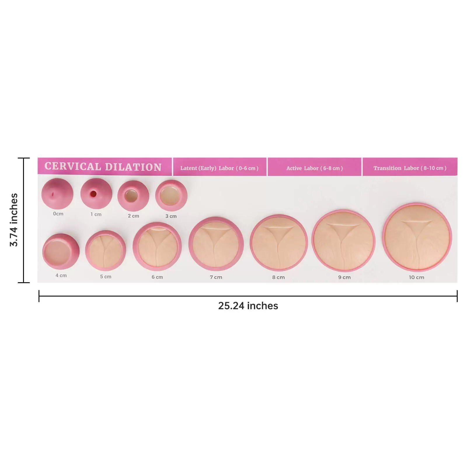 Cervical Dilation Model Set 0-10cm (11 Models) with Scroll Display Size
