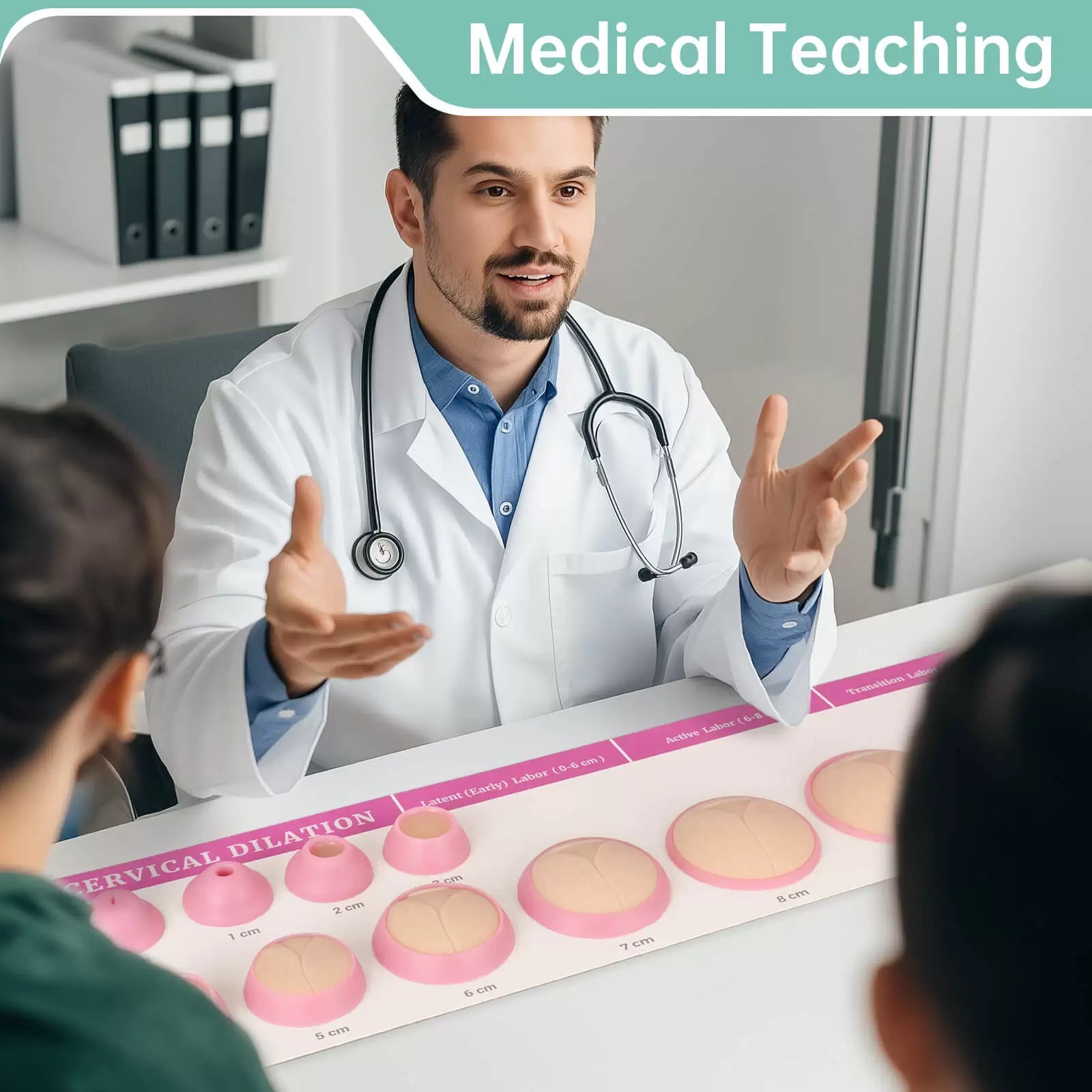 Cervical Dilation Model Set 0-10cm (11 Models) for Medical Teaching