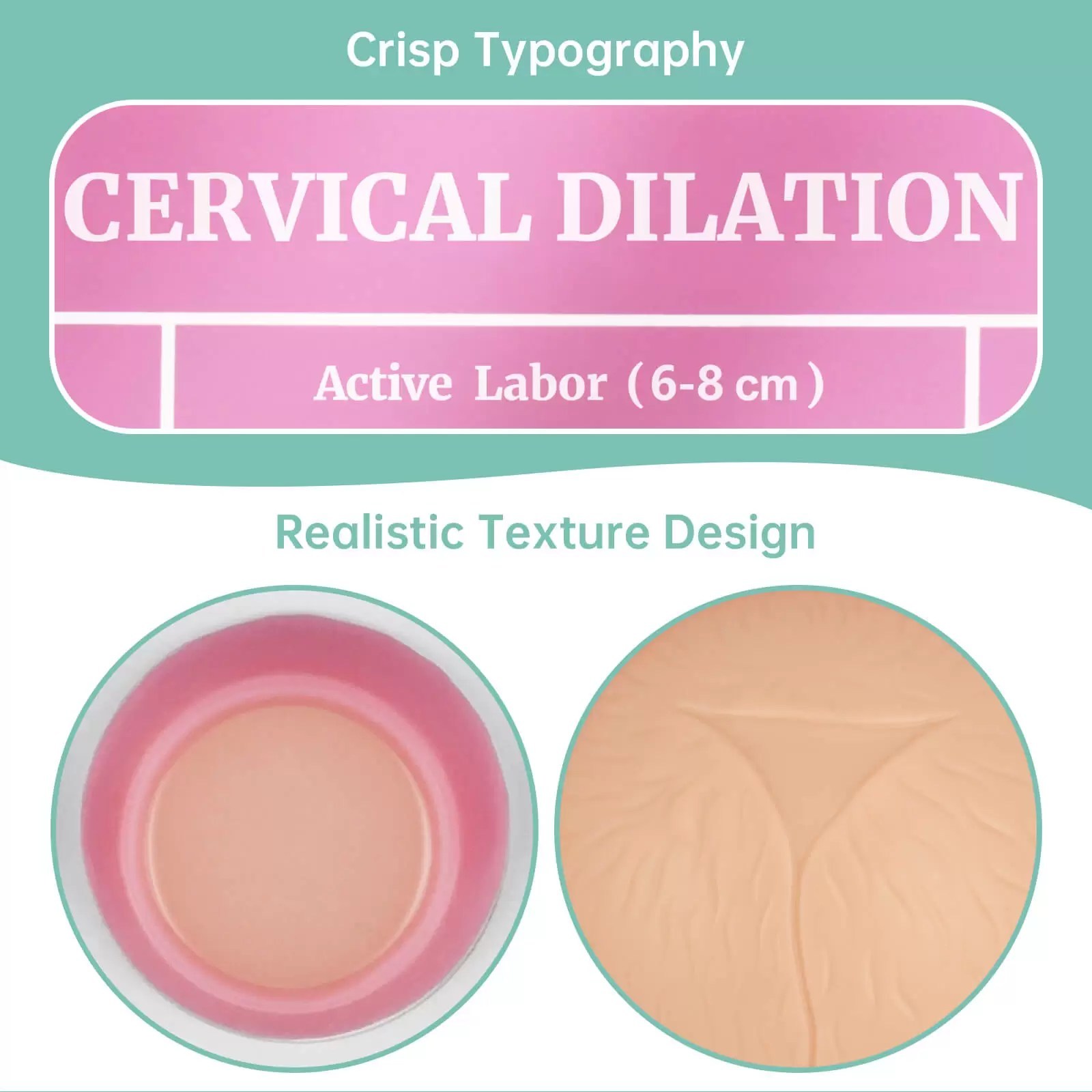 Cervical Dilation Model 1-10cm with Display Base for Midwifery & Obstetrics Education