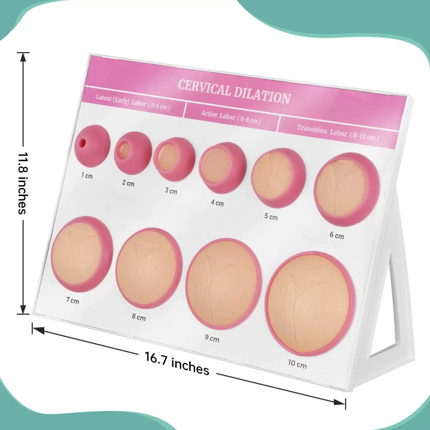Cervical Dilation Model 1-10cm with Display Base for Midwifery & Obstetrics Education