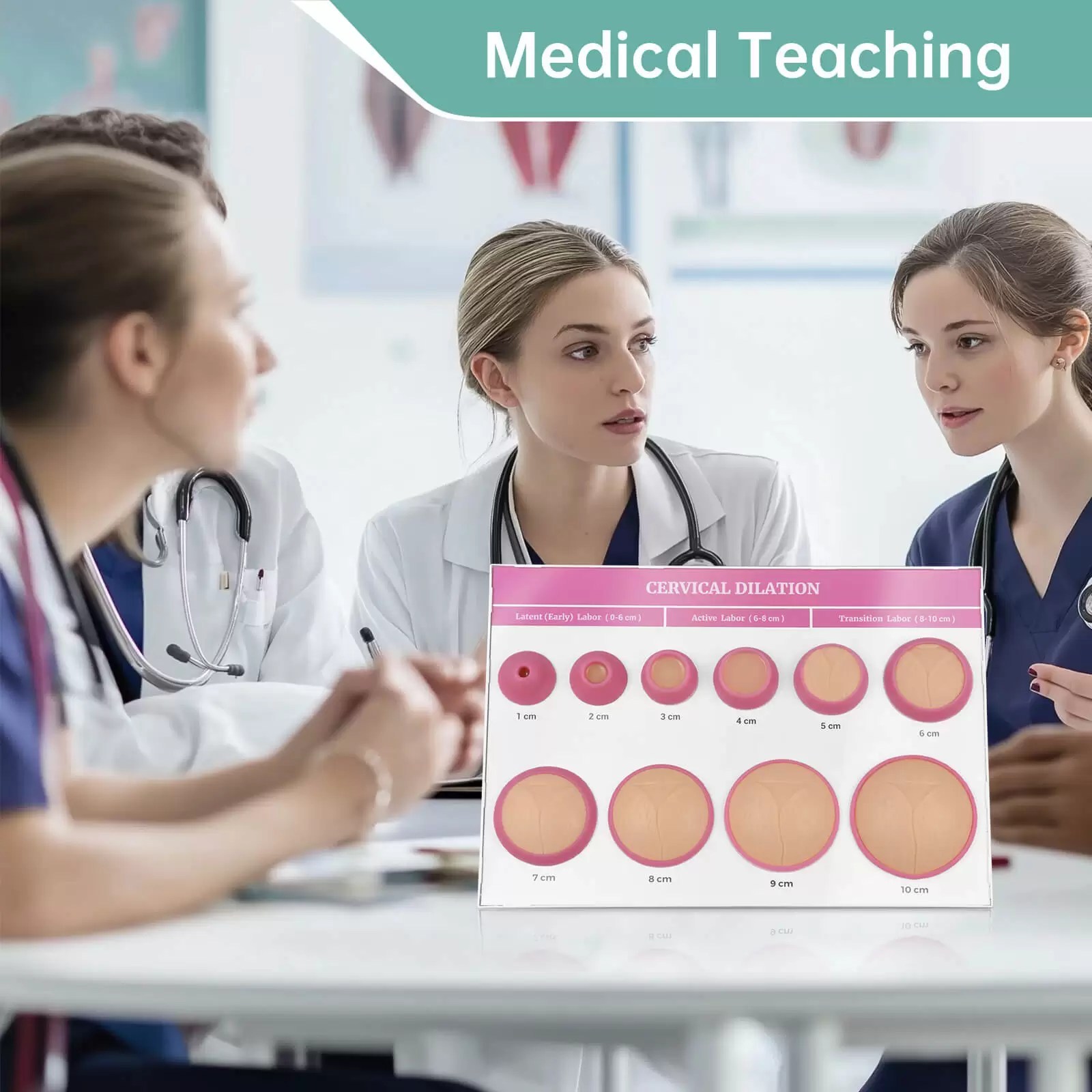 Cervical Dilation Model 1-10cm with Display Base for Midwifery & Obstetrics Education
