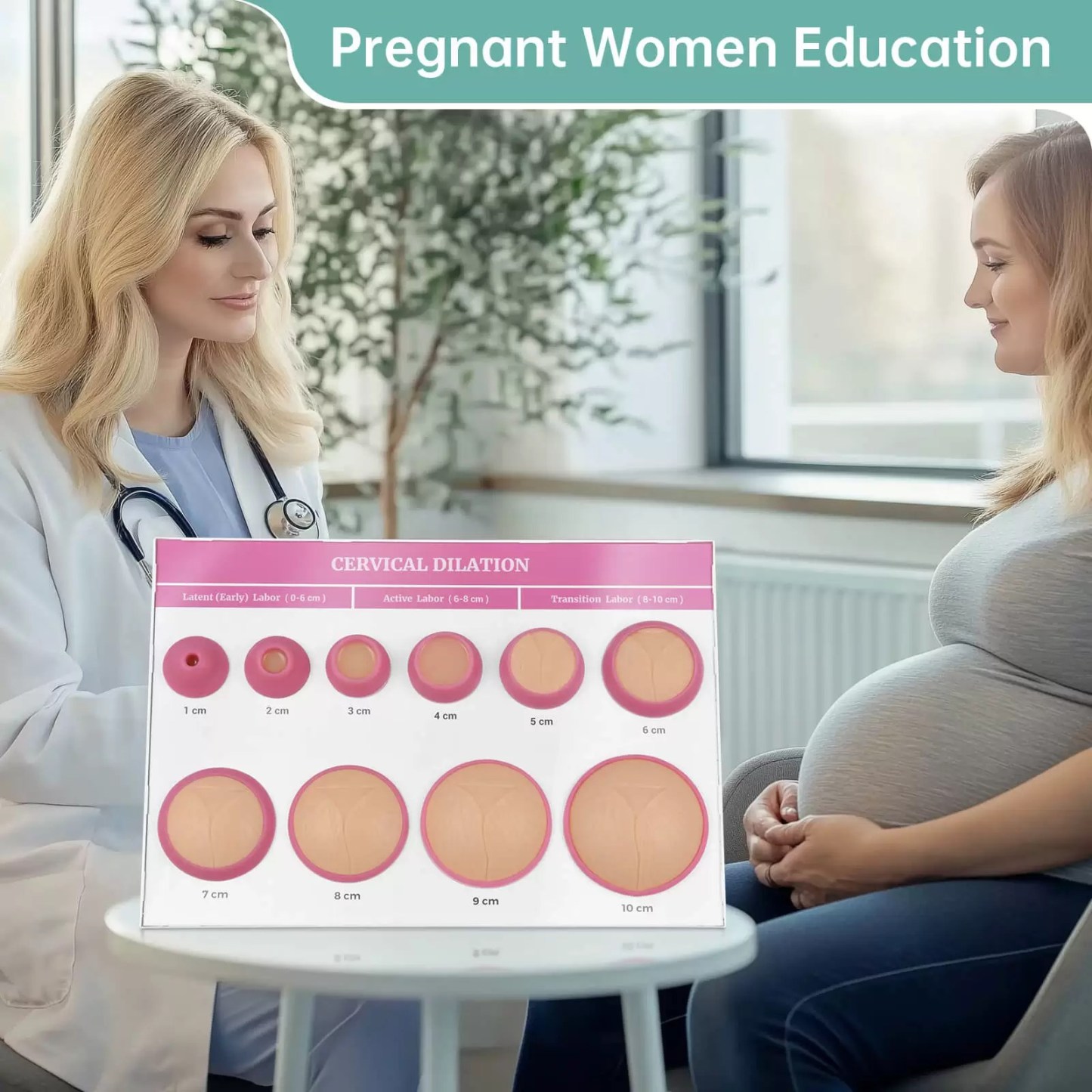 Cervical Dilation Model 1-10cm with Display Base for Midwifery & Obstetrics Education
