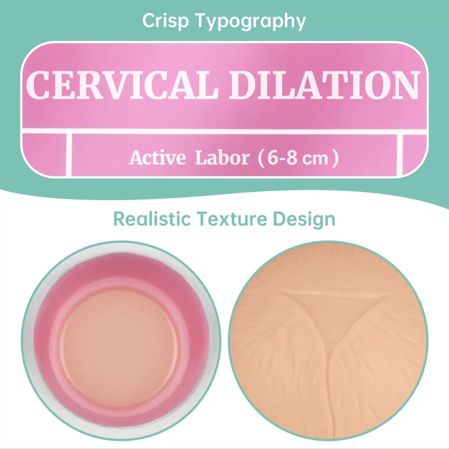 Cervical Dilation Simulator 1-8cm with Display Board for Midwifery & Obstetrics Training