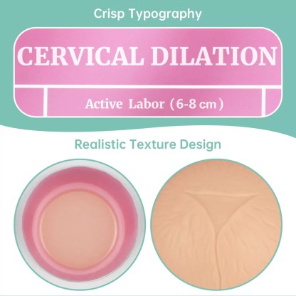 Cervical Dilation Simulator 1-8cm with Display Board for Midwifery & Obstetrics Training
