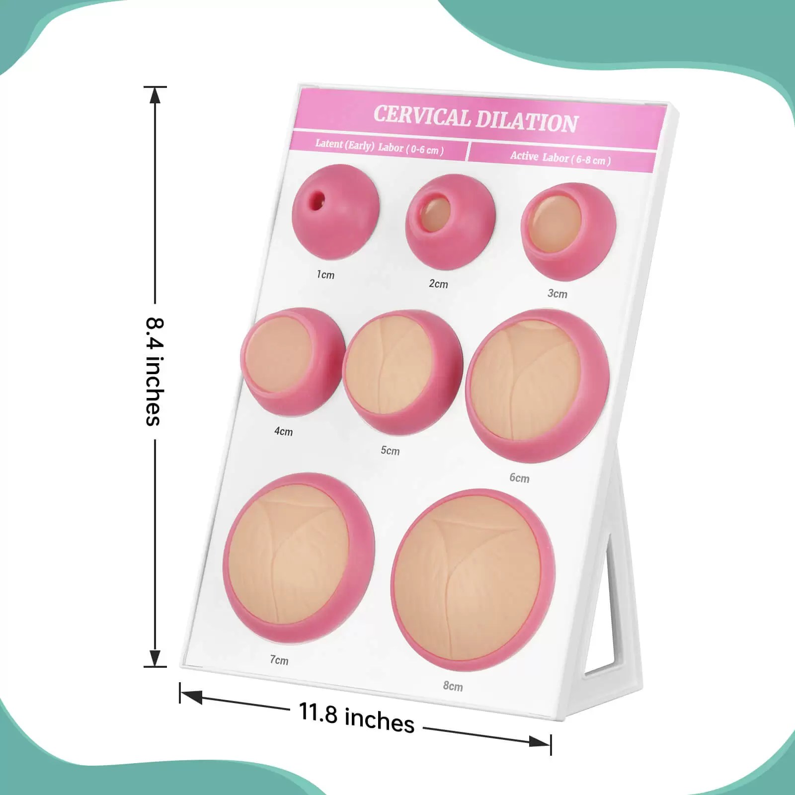Cervical Dilation Simulator 1-8cm with Display Board for Midwifery & Obstetrics Training