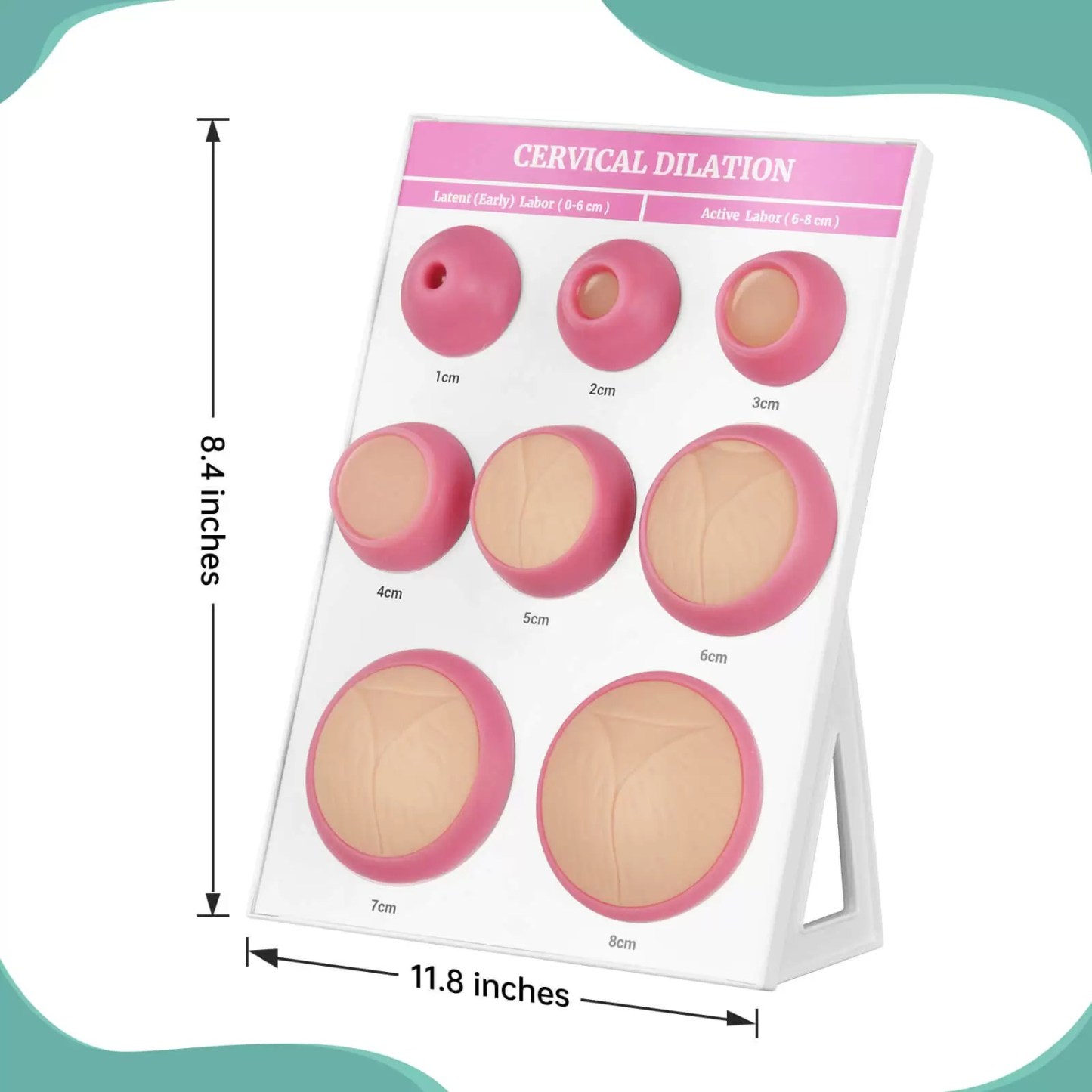 Cervical Dilation Simulator 1-8cm with Display Board for Midwifery & Obstetrics Training
