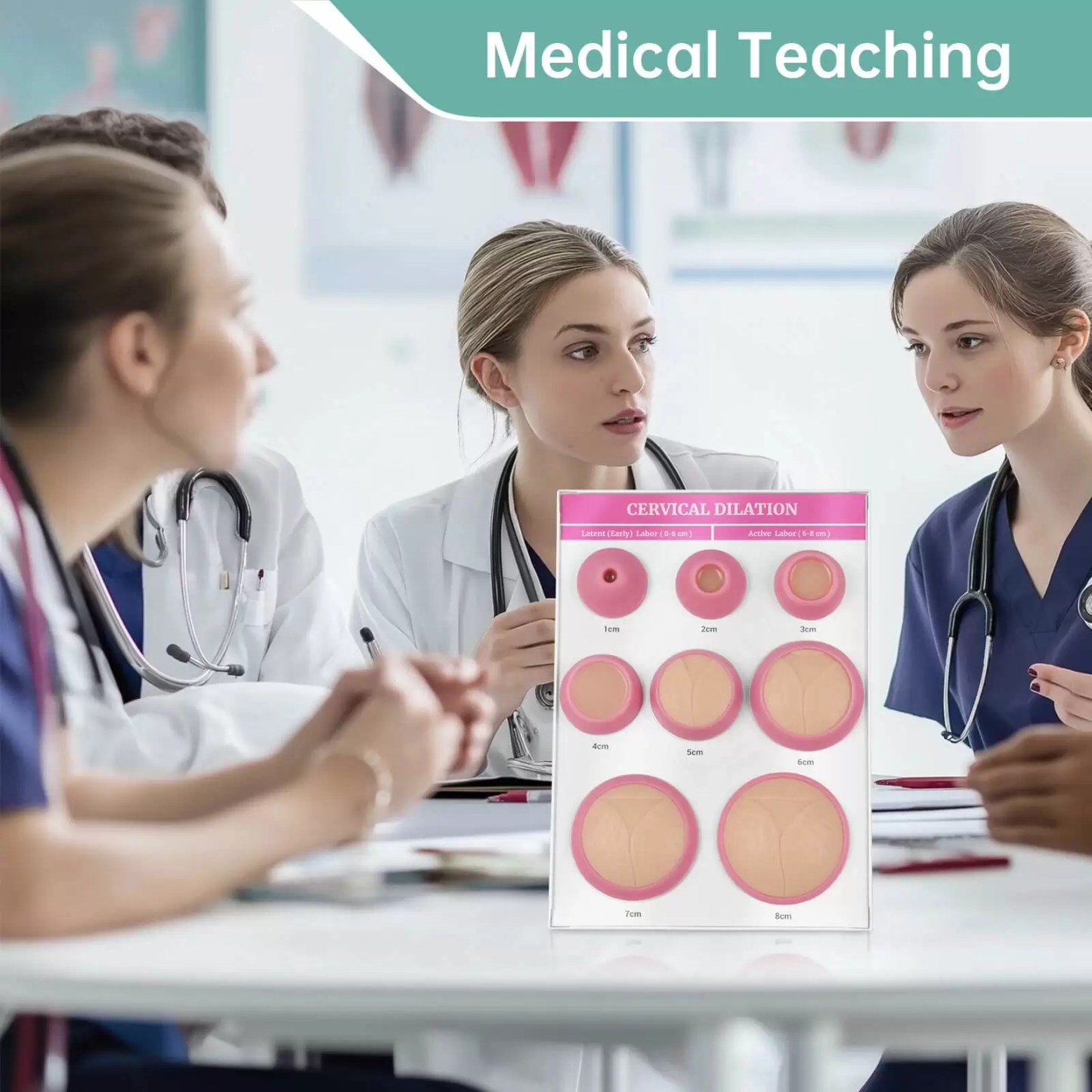 Cervical Dilation Simulator 1-8cm with Display Board for Midwifery & Obstetrics Training