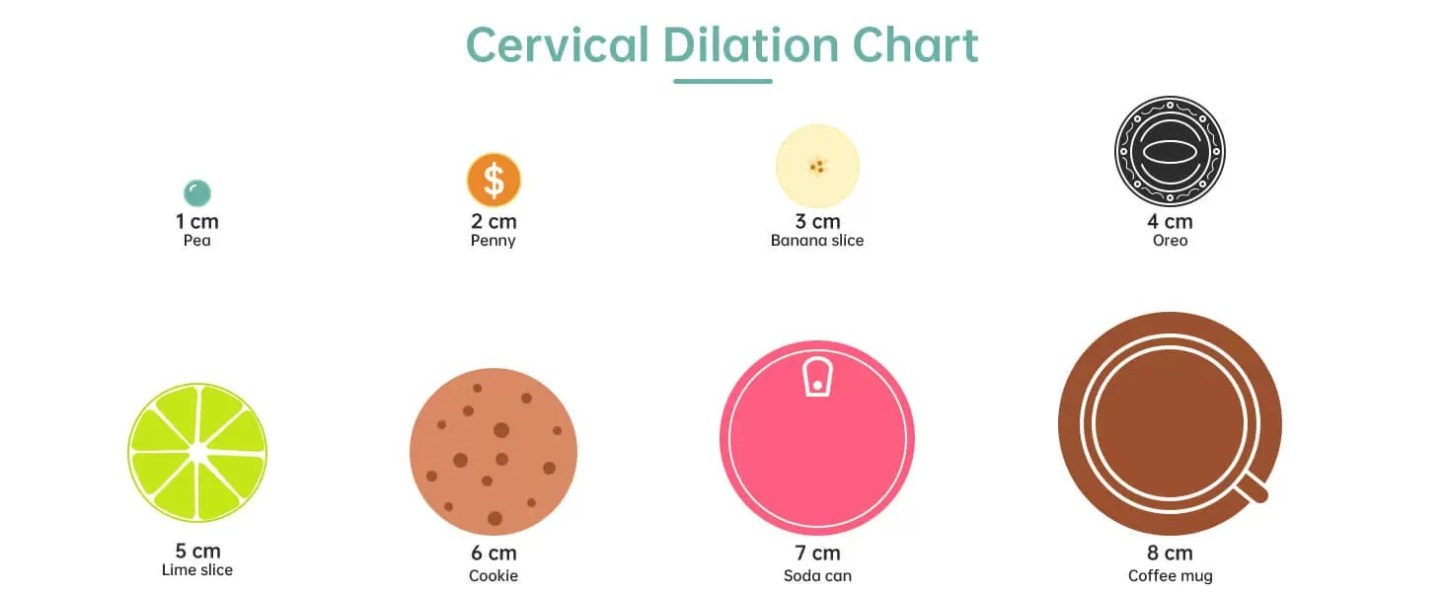 Cervical Dilation Simulator 1-8cm with Display Board for Midwifery & Obstetrics Training