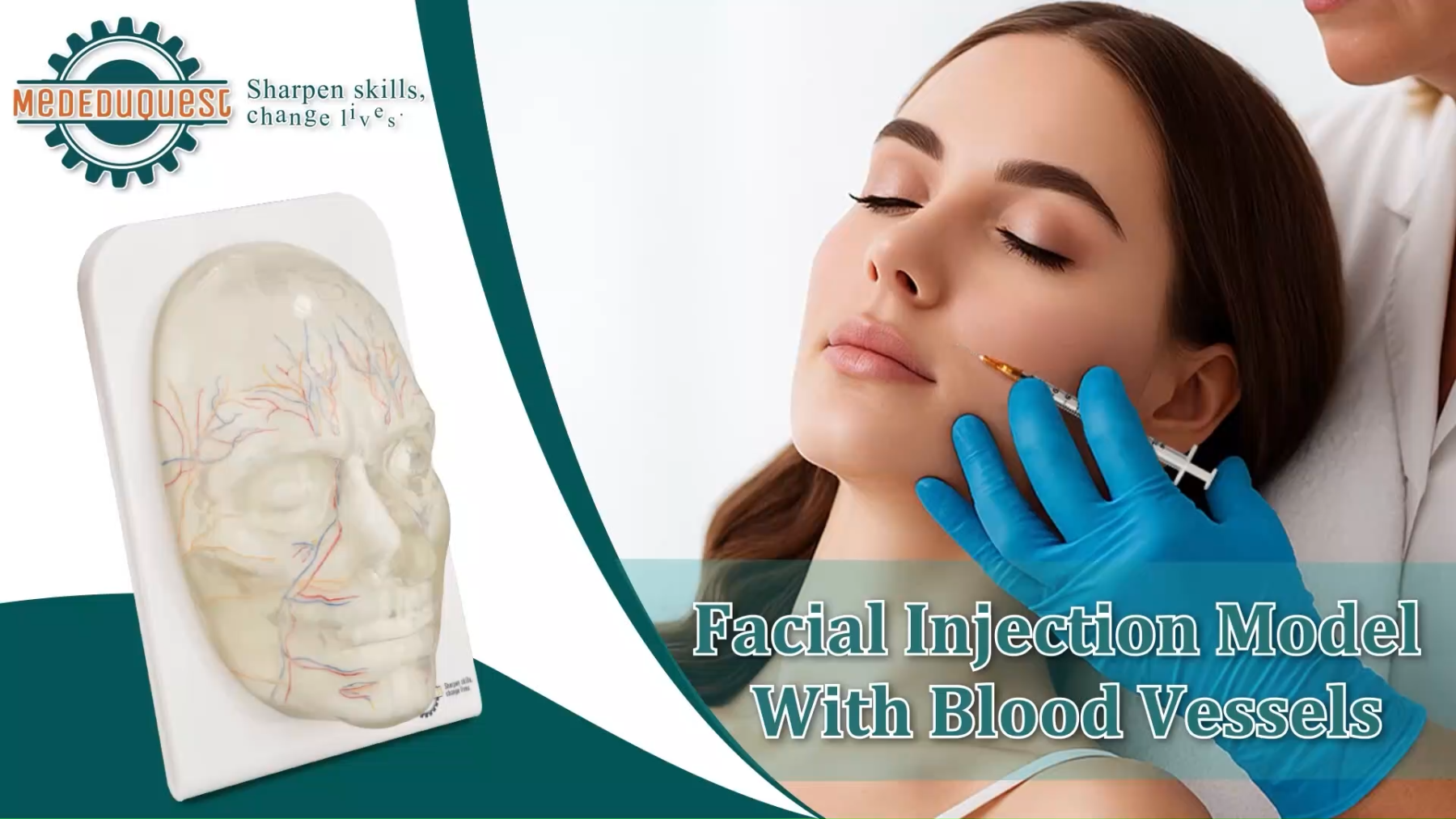Transparent Full Face Injection Model with Vessels & Nerves