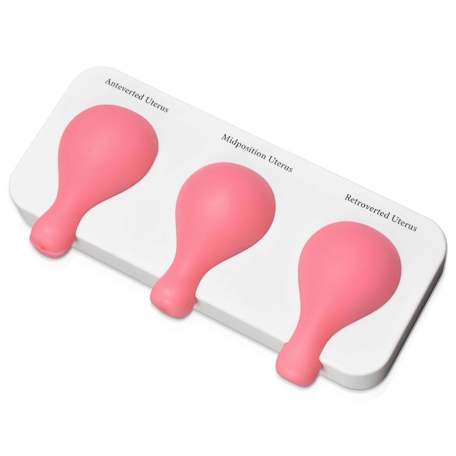 Dilation & Curettage (D&C) Uterus Model