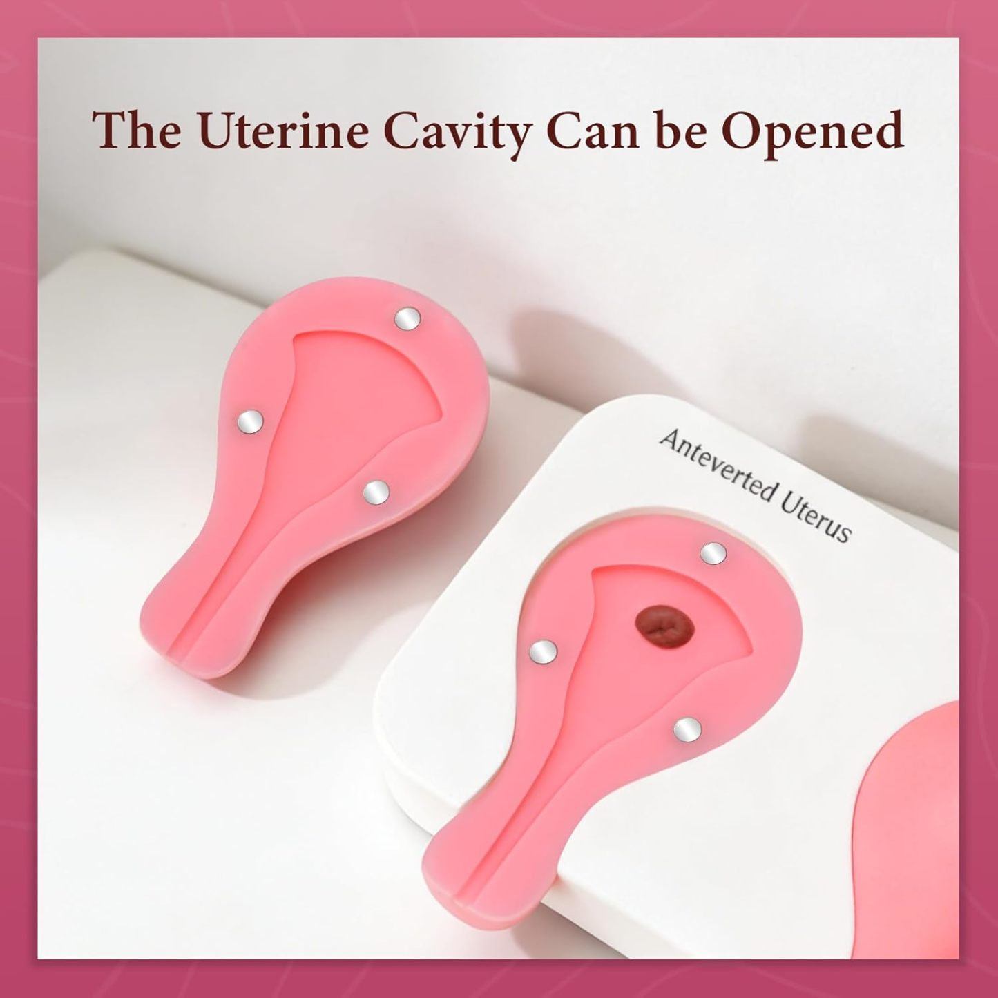 Dilation & Curettage (D&C) Uterus Model