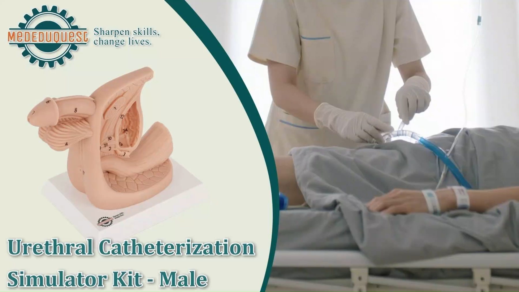Male Urinary Catheterization Anatomy Display Model with Labels