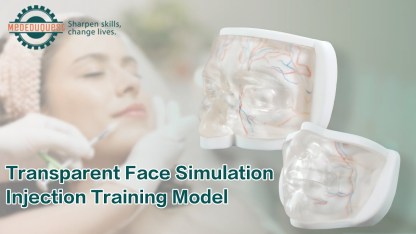 Transparent Lower Facial Injection Training Model with Simulated Blood Vessels