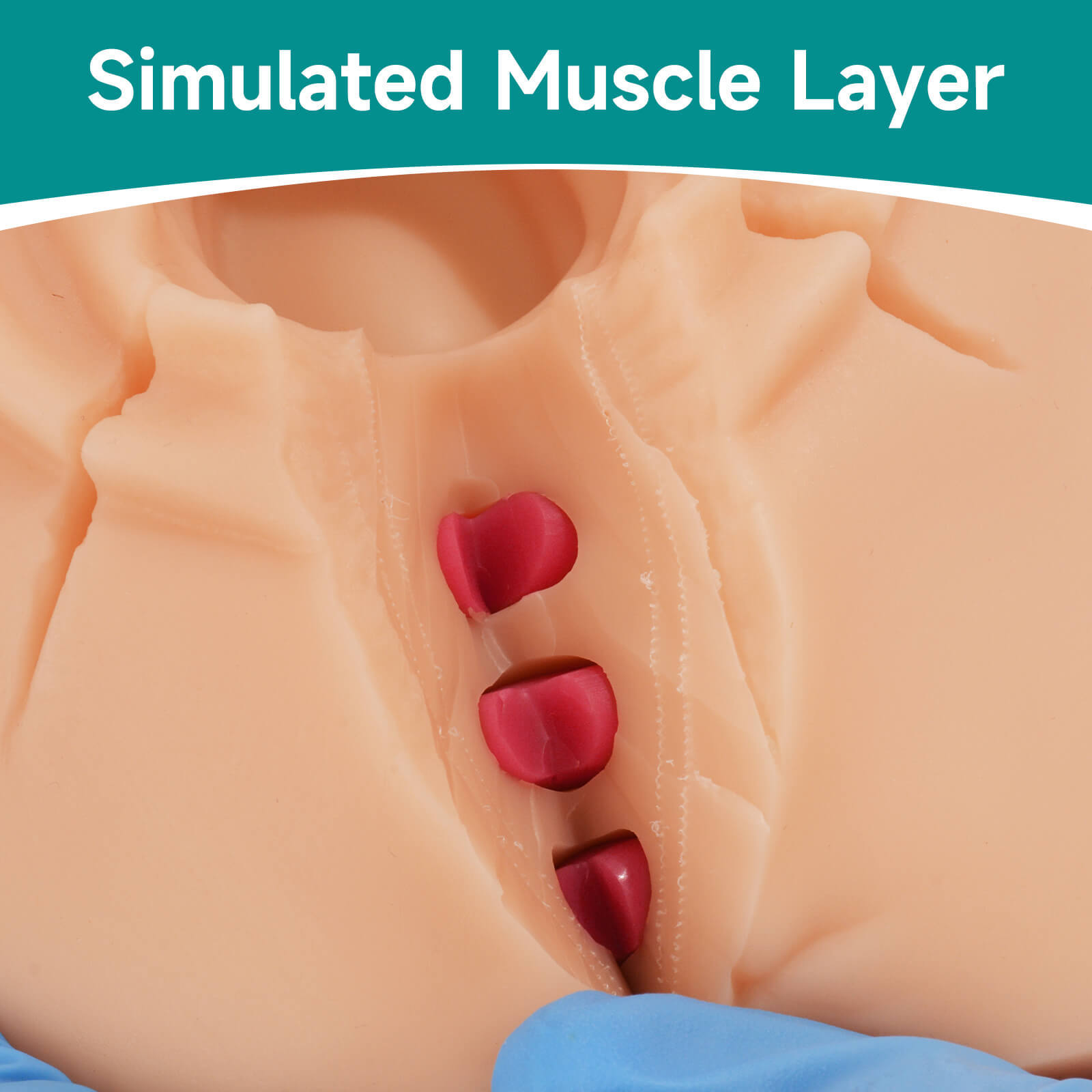 Episiotomy and Perineal Tear Repair Training Model with Multi-Incision