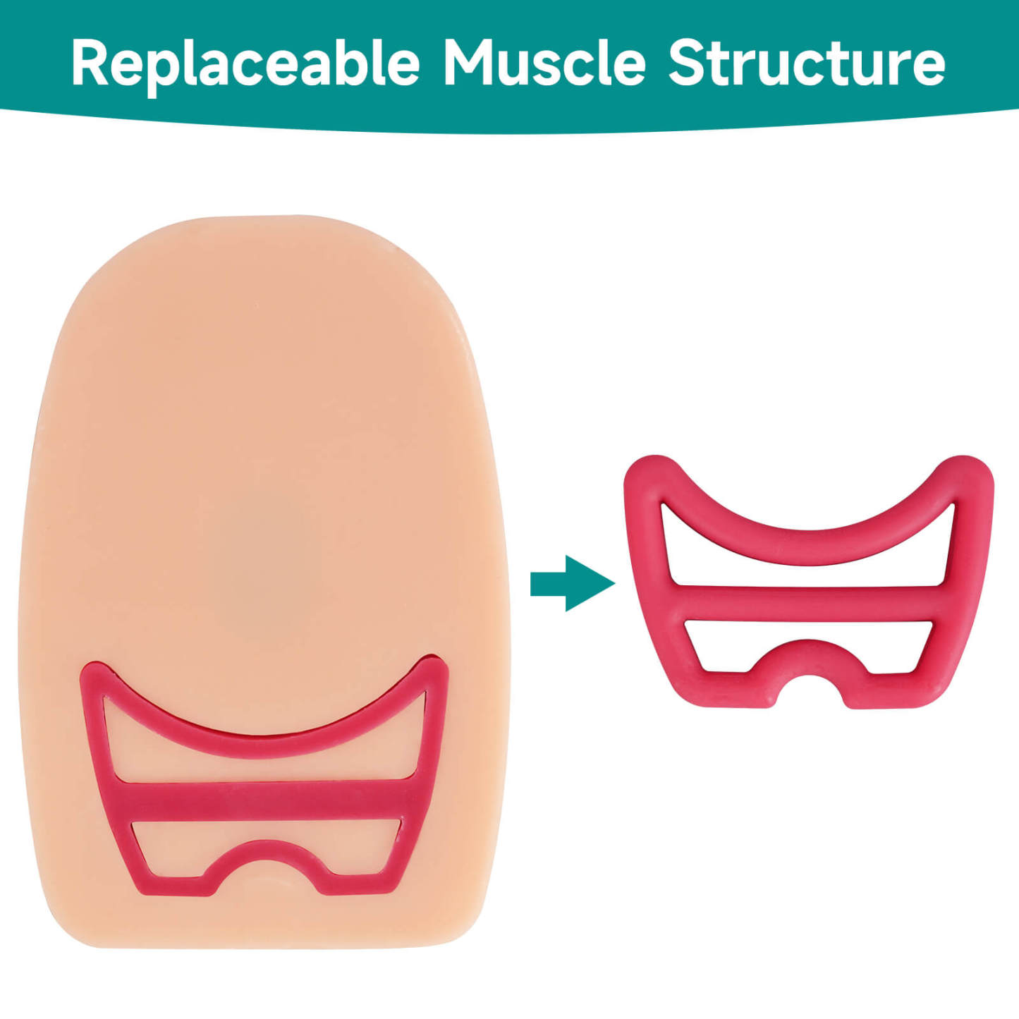 Episiotomy and Perineal Tear Repair Training Model with Multi-Incision