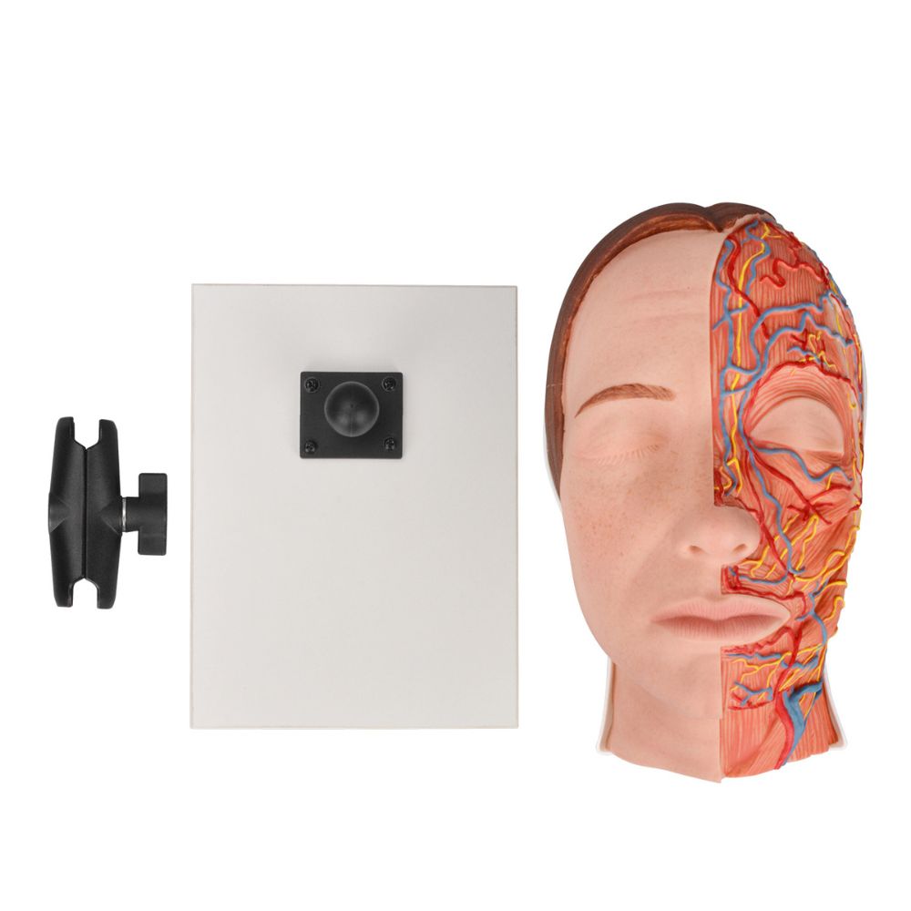 Facial Anatomy Model for Injection Training