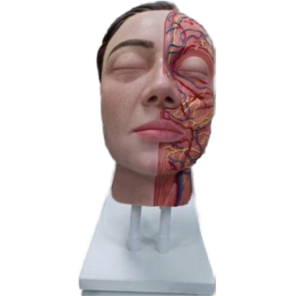 Facial Vascular Half Head