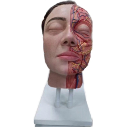Facial Vascular Half Head