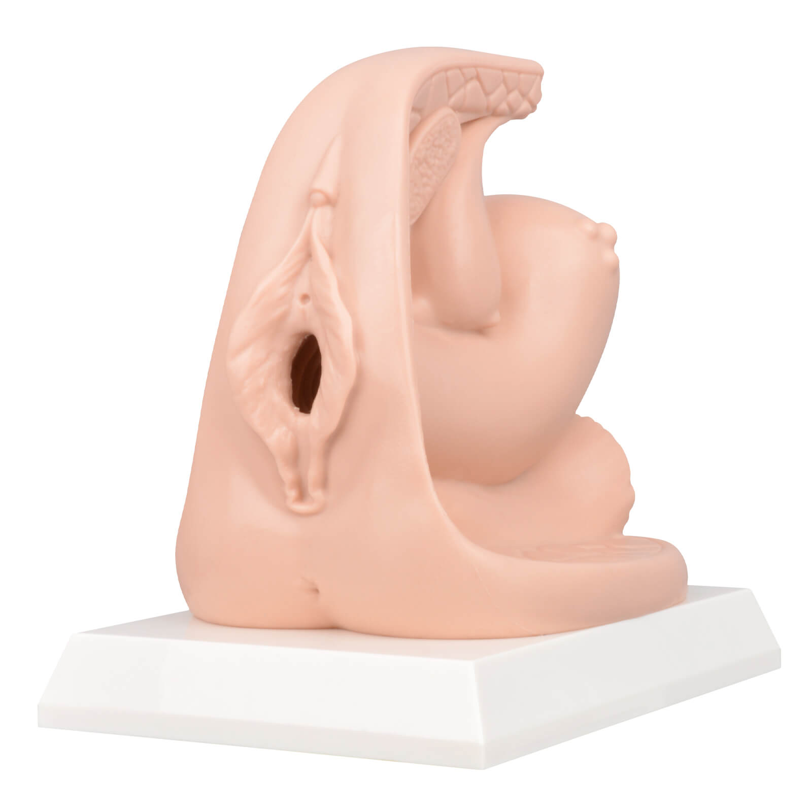 Female Contraceptive Training Model