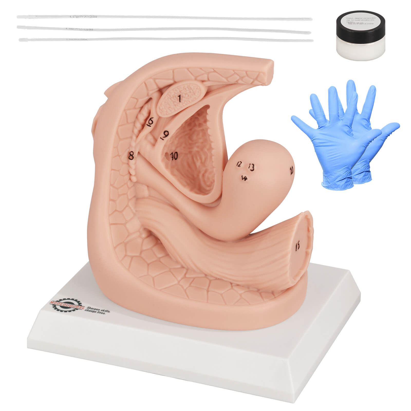Female Urinary Catheterization Anatomy Model with Labels