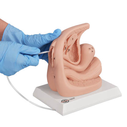 Female Urinary Catheterization Anatomy Display Model with Labels