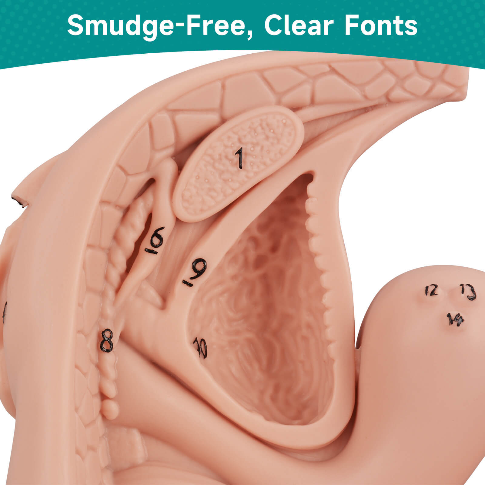 Female Urinary Catheterization Anatomy Model with Labels