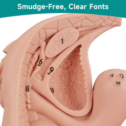 Female Urinary Catheterization Anatomy Display Model with Labels