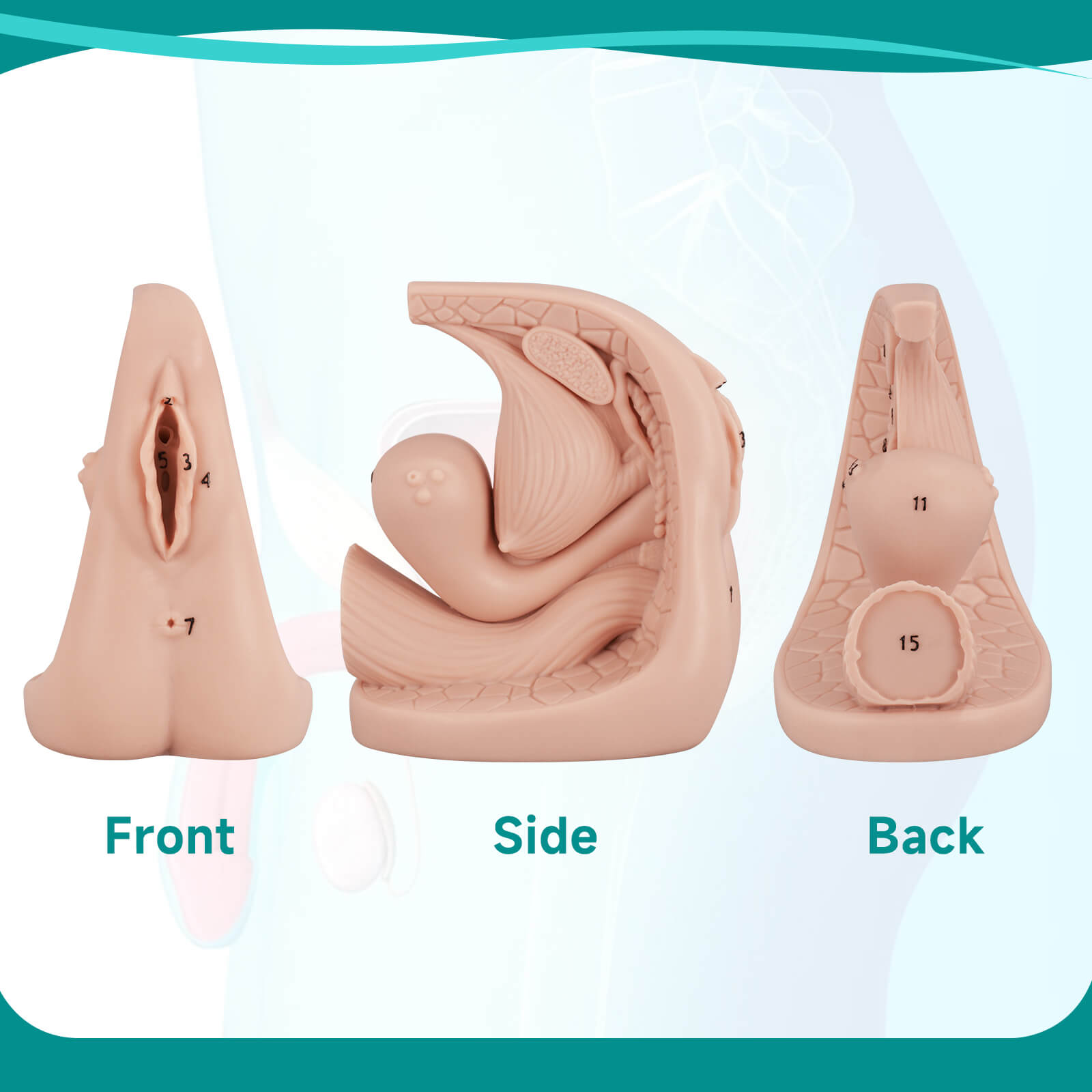 Female Urinary Catheterization Anatomy Display Model with Labels