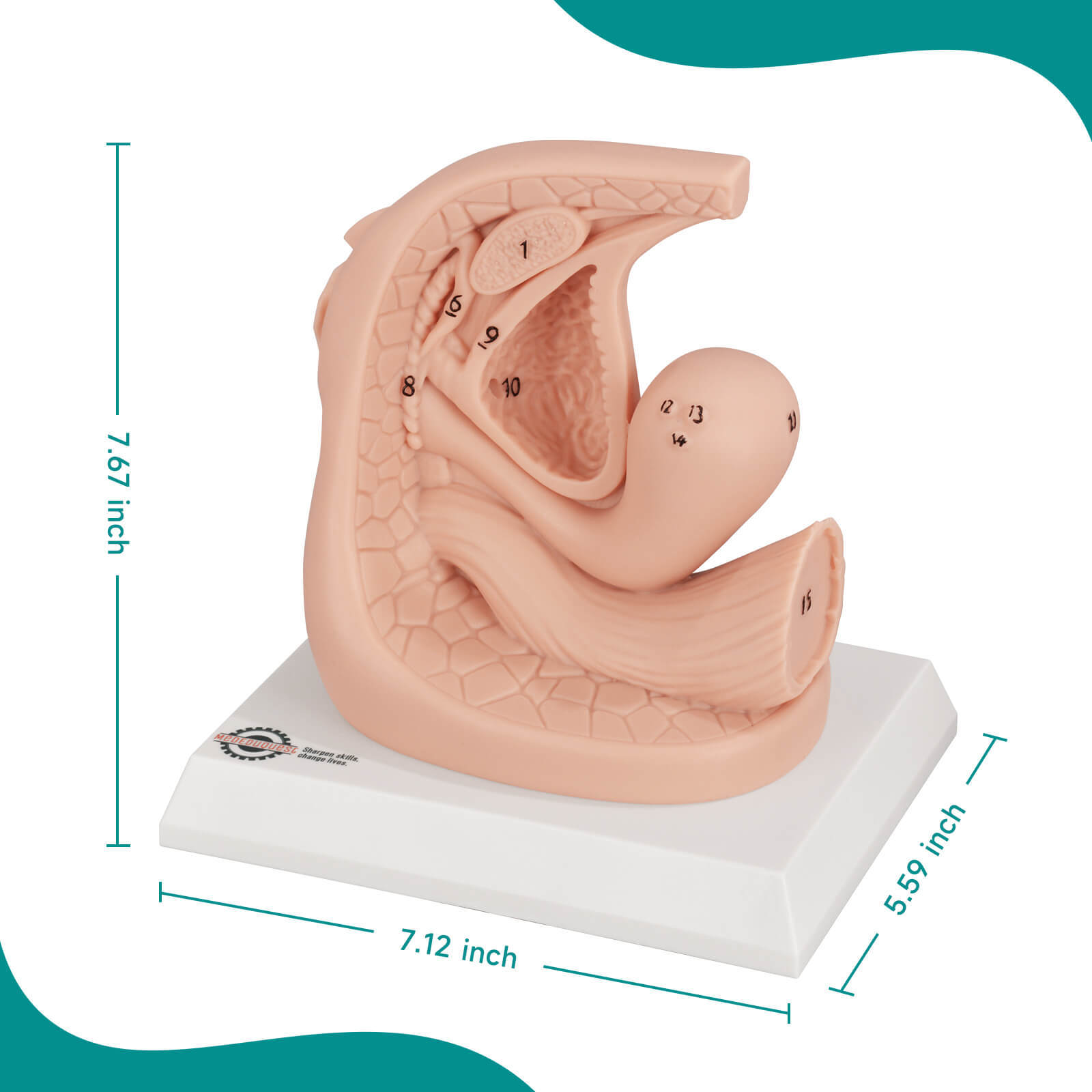 Female Urinary Catheterization Anatomy Model with Labels Size