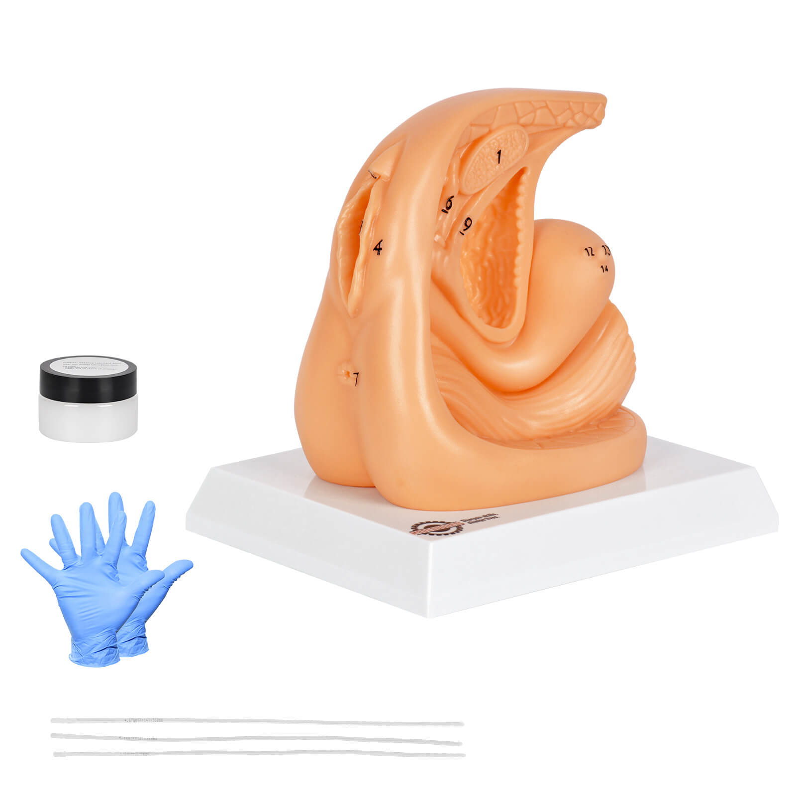 Female Urinary Catheterization Practice Model with Numbered Anatomy