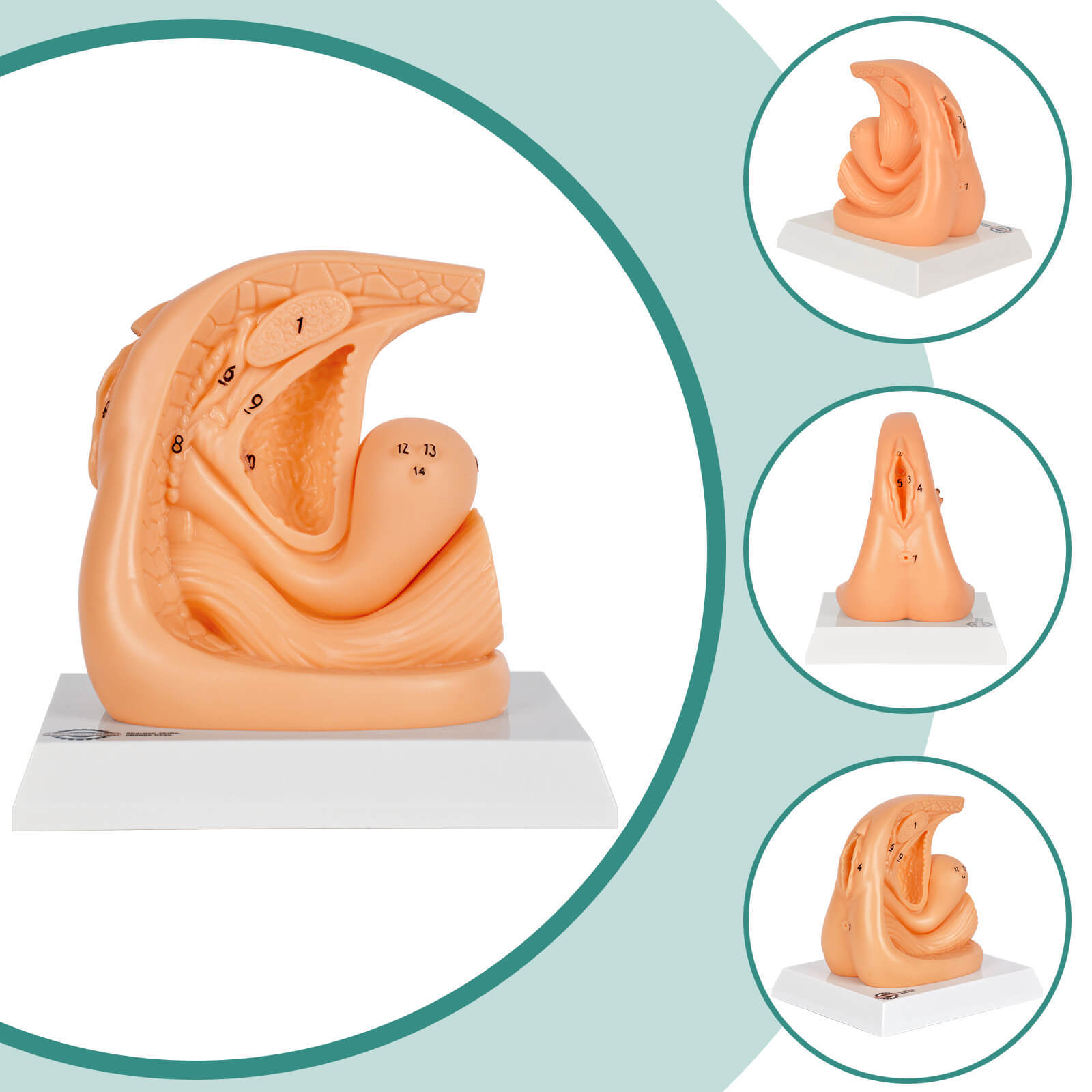 Female Urinary Catheterization Practice Model with Numbered Anatomy