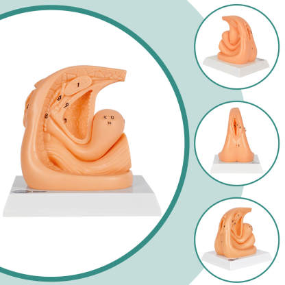 Female Urinary Catheterization Practice Model with Numbered Anatomy