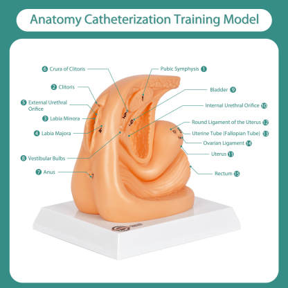 Female Urinary Catheterization Practice Model with Numbered Anatomy