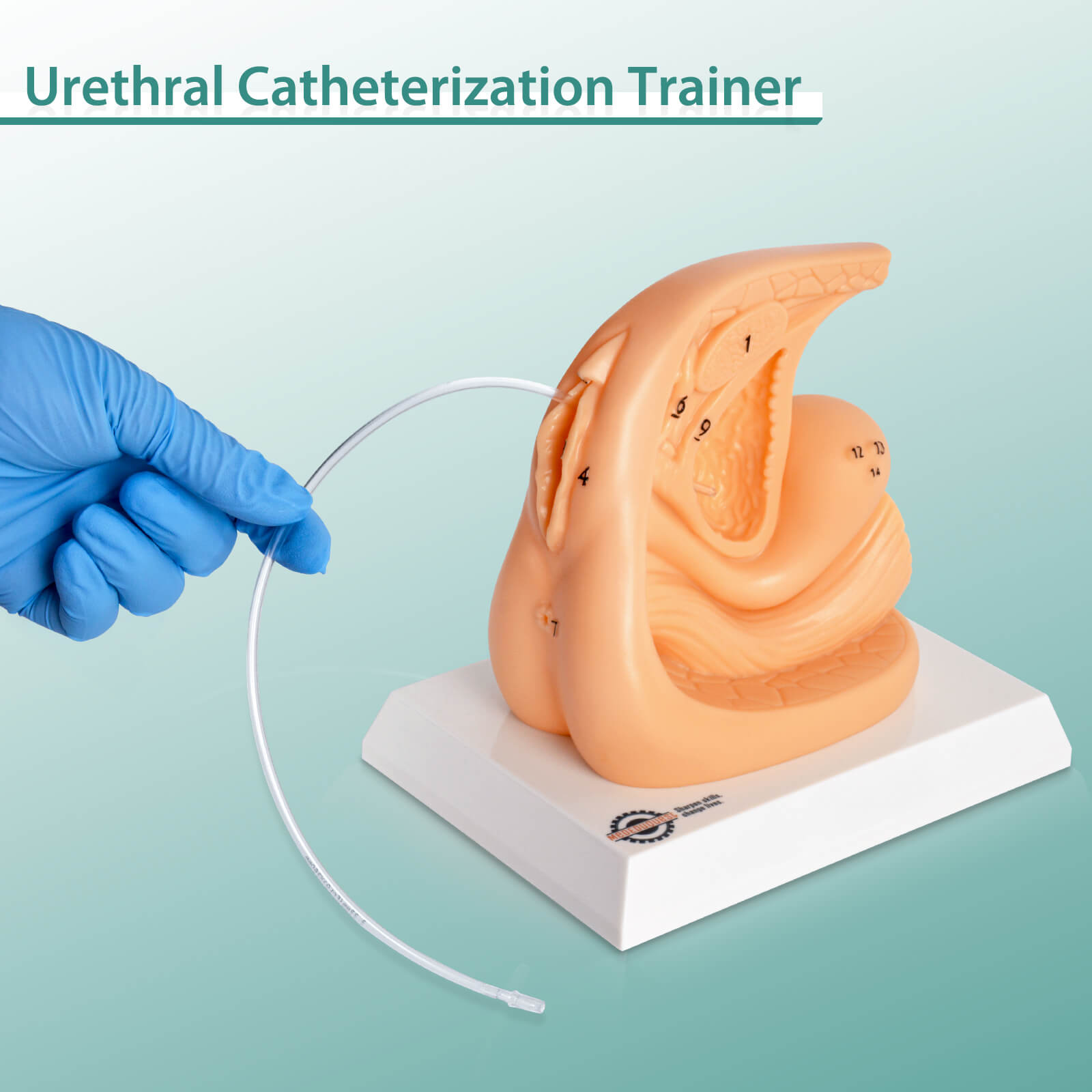 Female Urinary Catheterization Practice Model with Numbered Anatomy