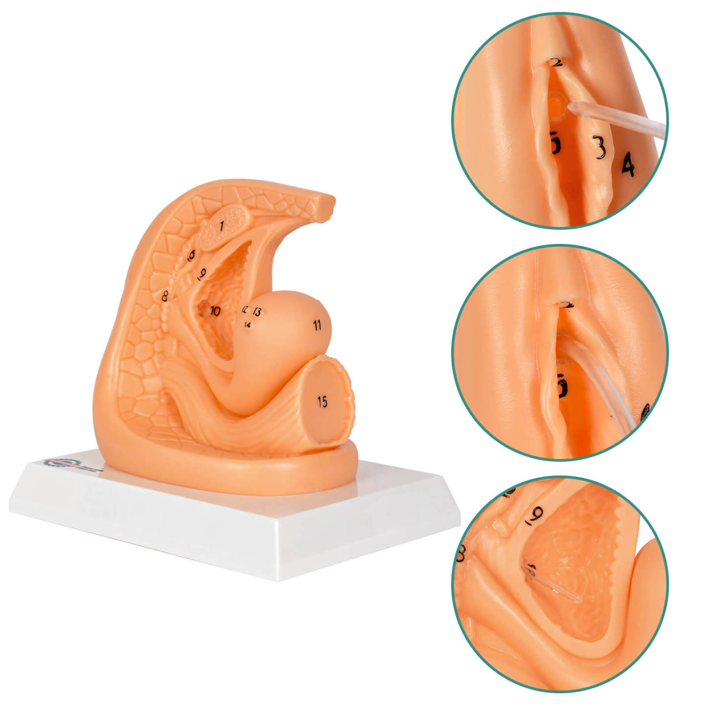 Female Urinary Catheterization Practice Model with Numbered Anatomy