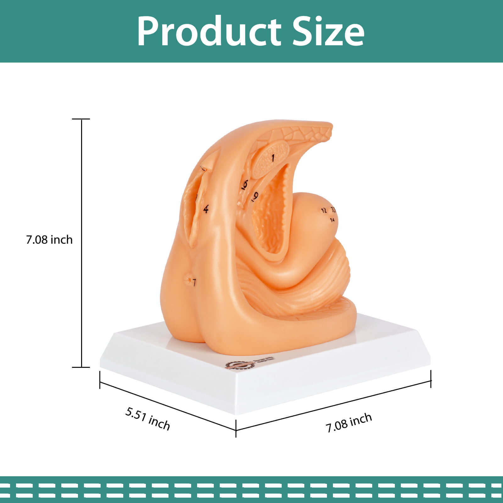 Female Urinary Catheterization Practice Model with Numbered Anatomy