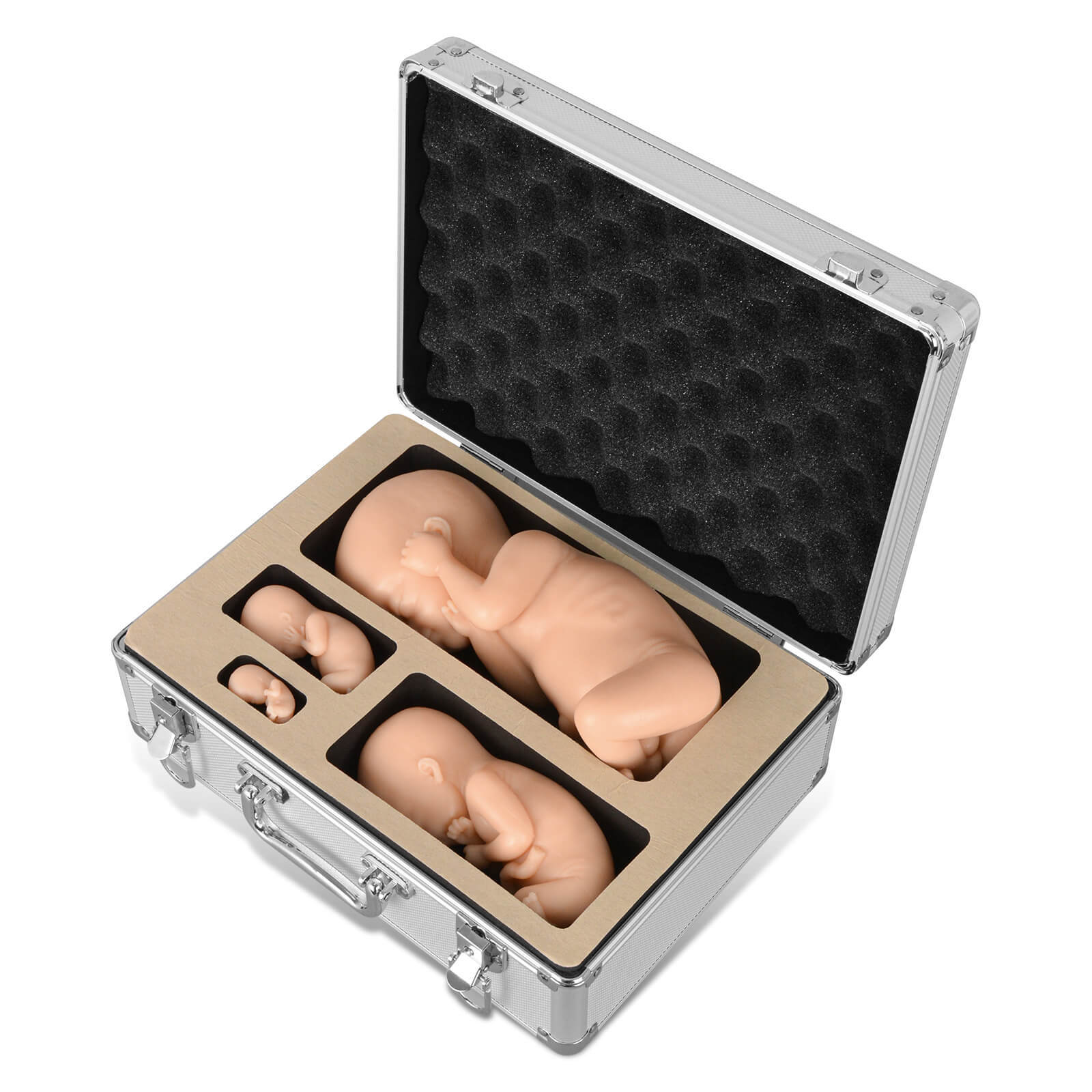 MedEduQuest Male Fetal Development Model Set, Light Skin Tone