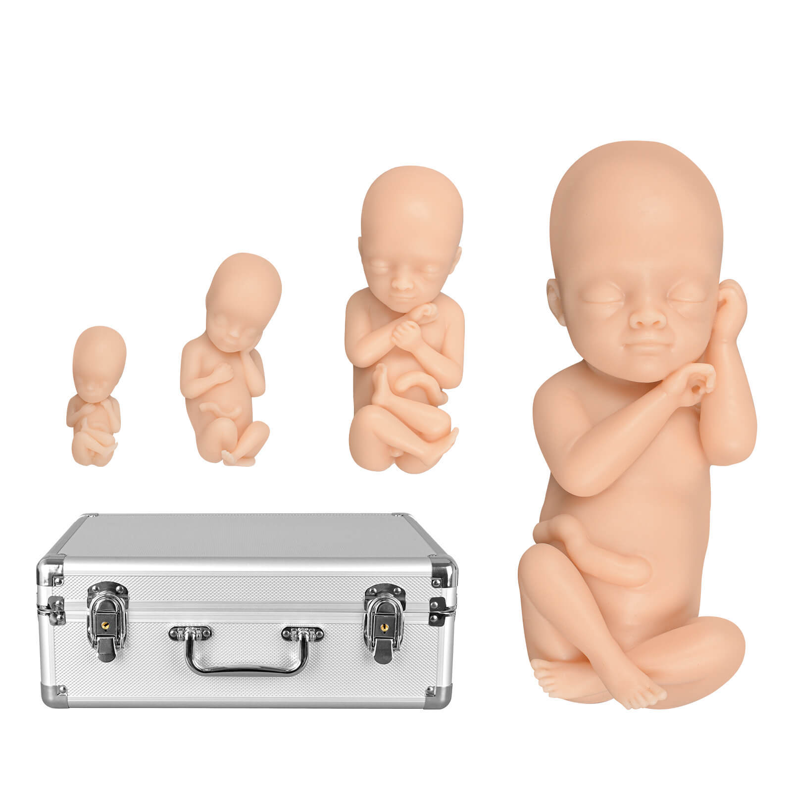 MedEduQuest Male Fetal Development Model Set, Light Skin Tone