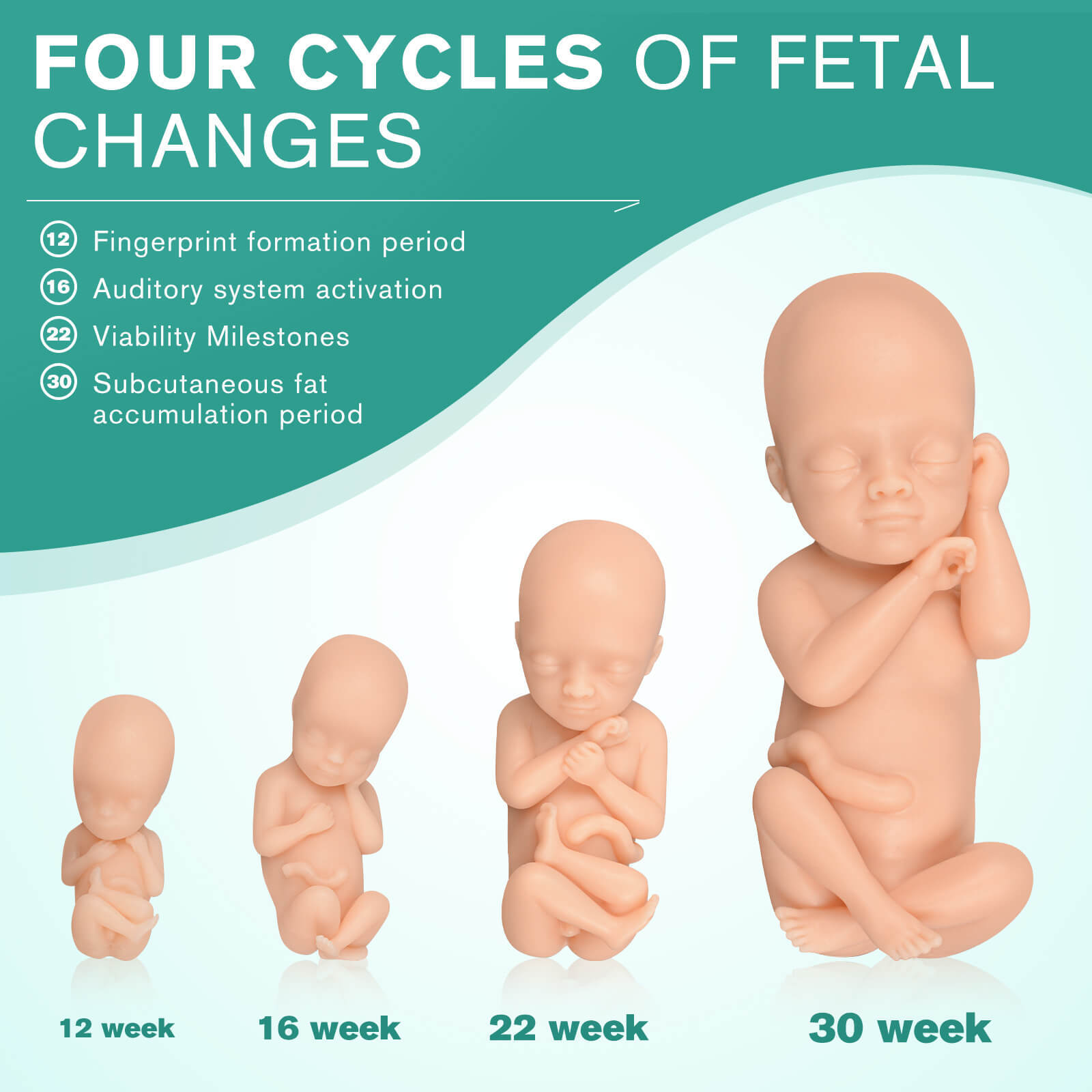 MedEduQuest Male Fetal Development Model Set, Light Skin Tone