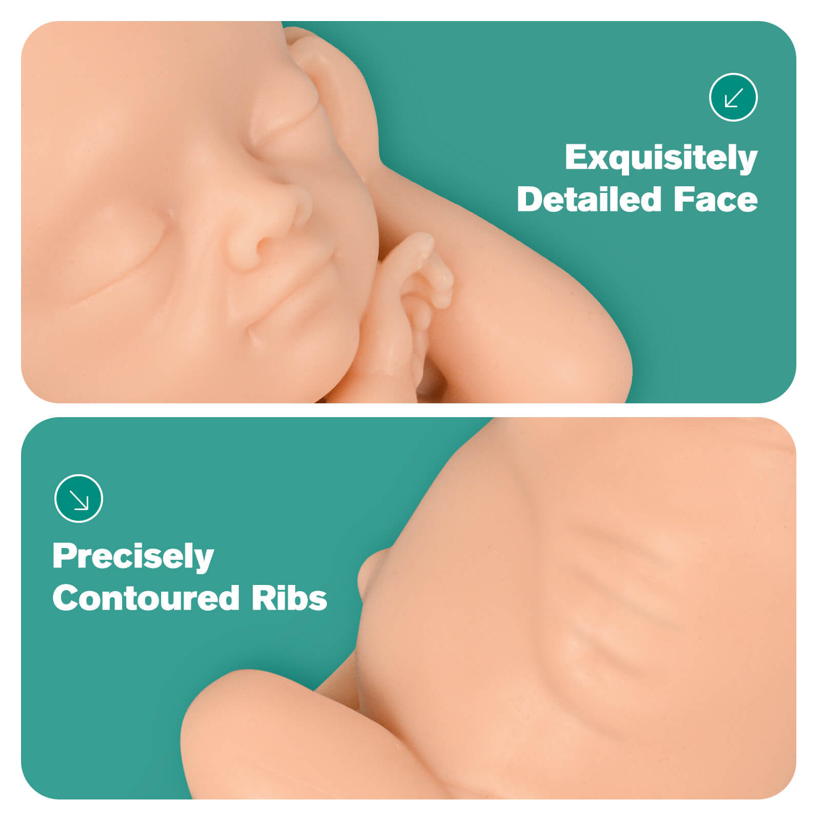 MedEduQuest Male Fetal Development Model Set, Light Skin Tone