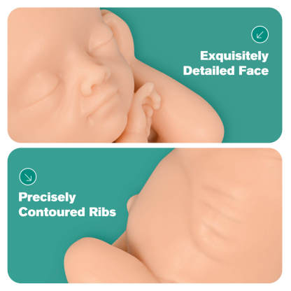 MedEduQuest Male Fetal Development Model Set, Light Skin Tone