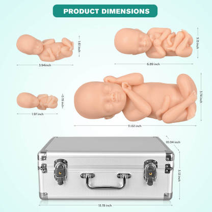 MedEduQuest Male Fetal Development Model Set, Light Skin Tone