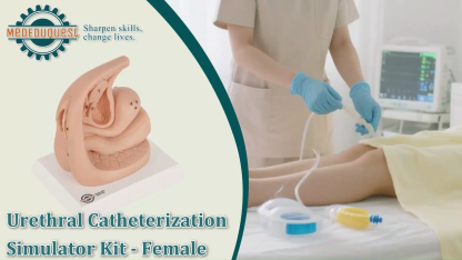Female Urinary Catheterization Anatomy Display Model with Labels